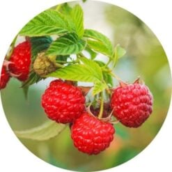 Living Libations Red Raspberry Seed Carrier Oil