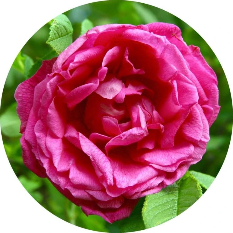 Living Libations Rose Absolute