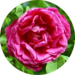 Living Libations Rose Absolute