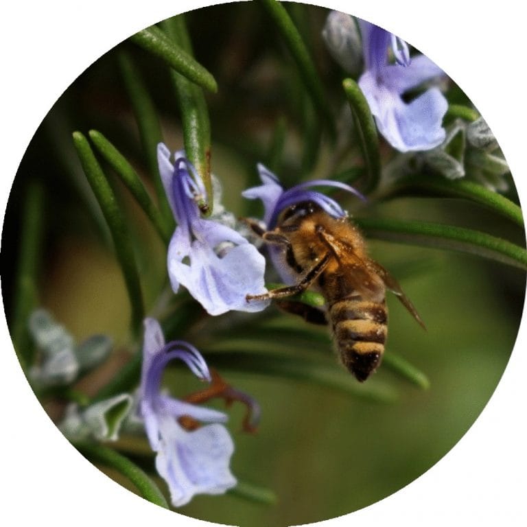 Living Libations - Rosemary Essential Oil