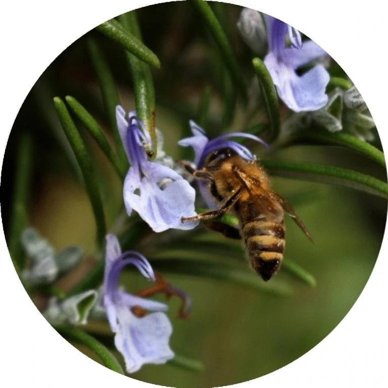 Living Libations - Rosemary Essential Oil