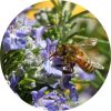 Living Libations Rosemary Verbenone Essential Oil
