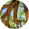 Living Libations Rosewood Essential Oil
