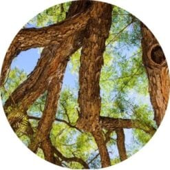 Living Libations Rosewood Essential Oil