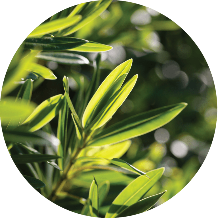 Living Libations Tea Tree Essential Oil
