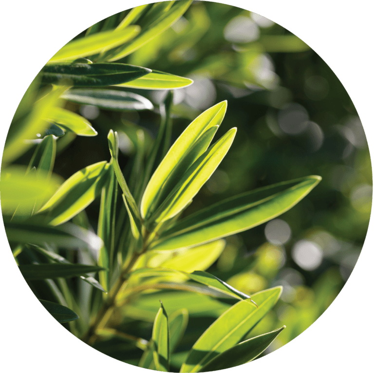 Living Libations Tea Tree Essential Oil