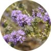 Living Libations Thyme Essential Oil