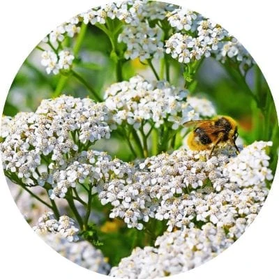 Living Libations - Yarrow Essential Oil