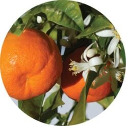 Mandarin Essential Oil - living Libations