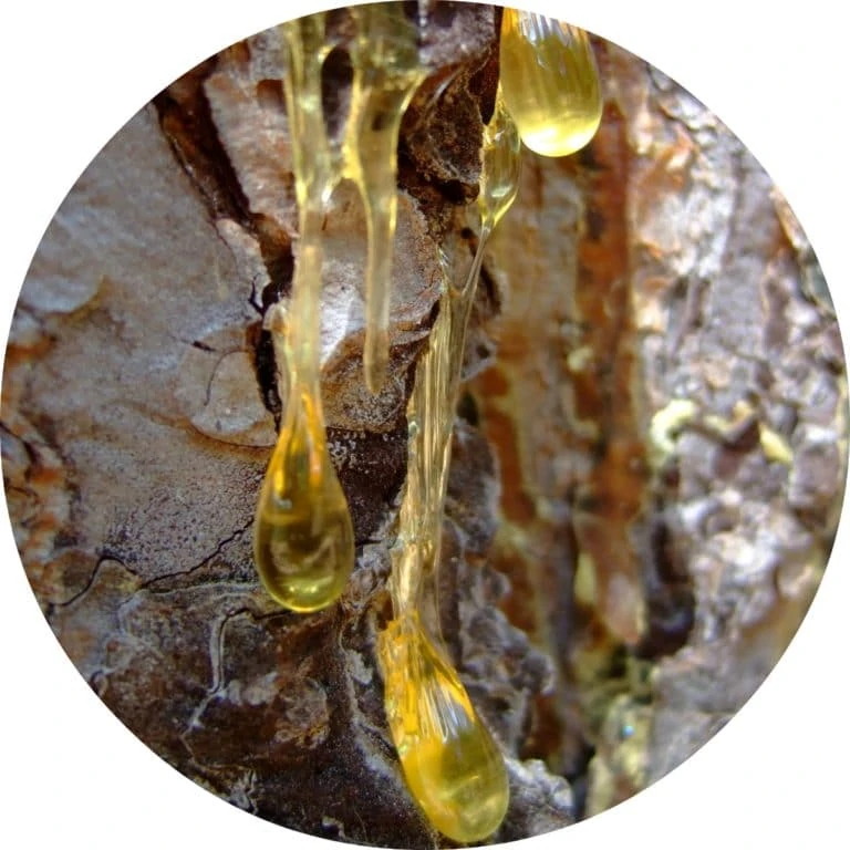 Myrrh Essential Oil - Living Libations