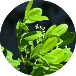 Ravensara Essential Oil