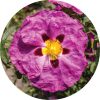 Rock Rose Essential Oil - Living Libations