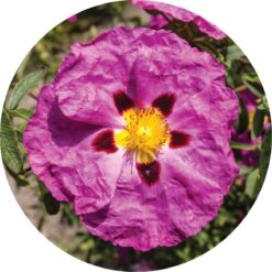 Rock Rose Essential Oil - Living Libations