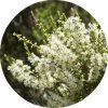 Rosalina Essential Oil