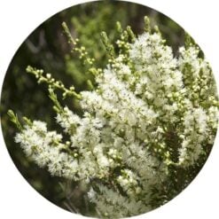 Rosalina Essential Oil