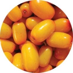 Seabuckthorn Berry Essential Oil - Living Libations
