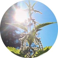 Stinging Nettle Essential Oil - Living Libations