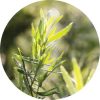 Tarragon Essential Oil | Living Libations