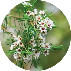 Fragonia Essential Oil