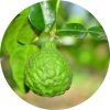 Bergamot Essential Oil