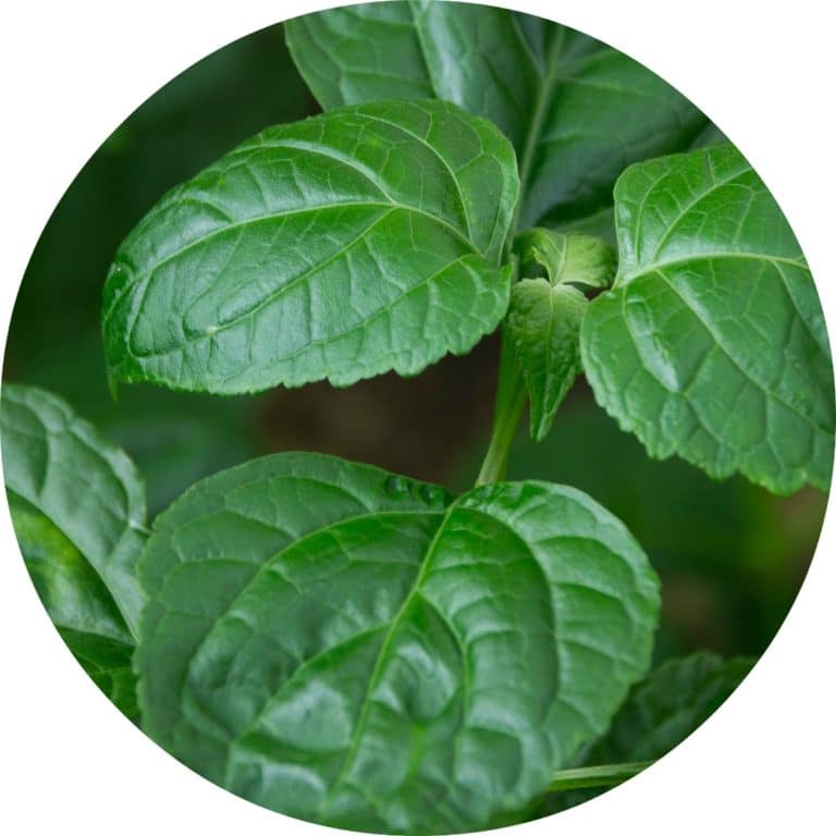 Patchouli Essential Oil - Living Libations