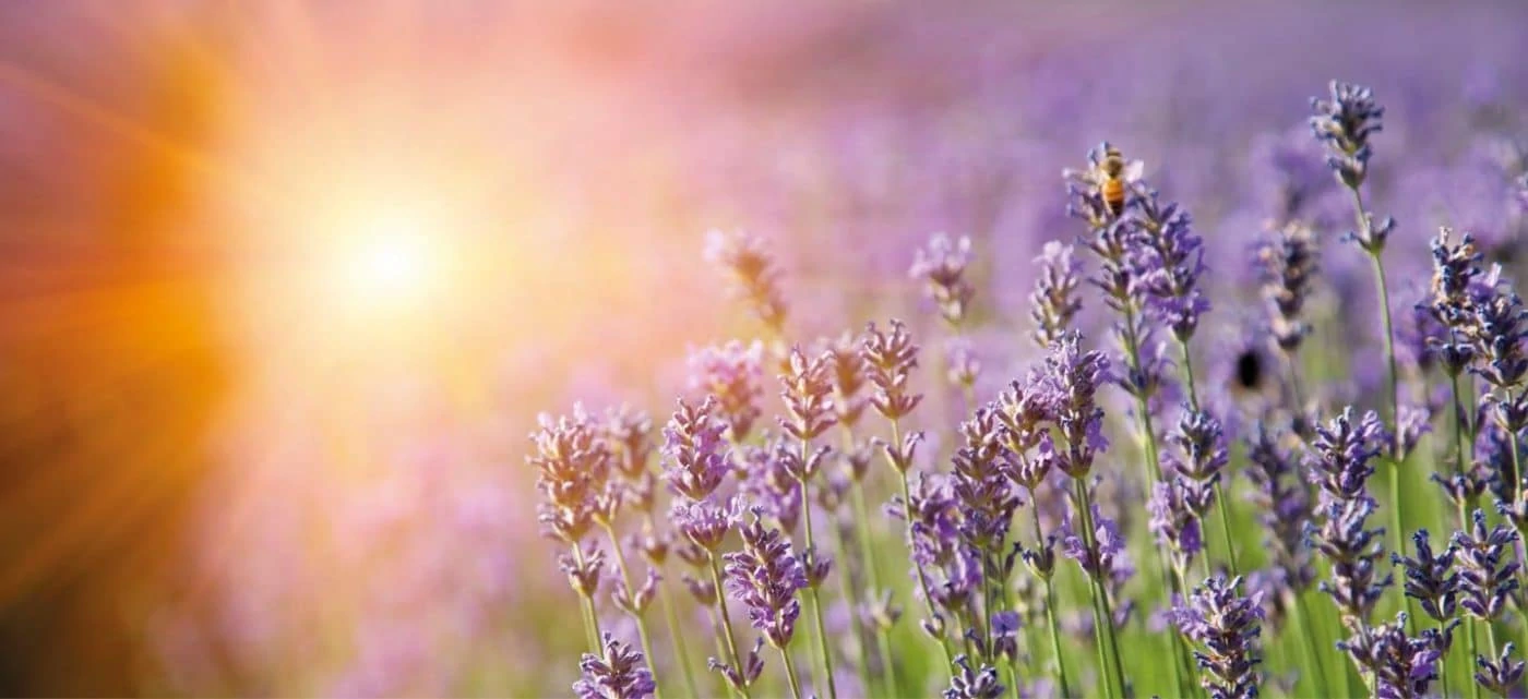 ISUN Skincare Europe