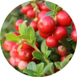 Living Libations Cranberry Seed Carrier Oil