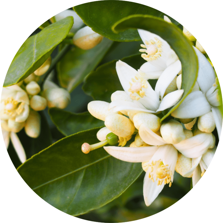 Orange Blossom Absolute