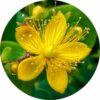 st johns wort essential oil