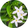 Jasmine Sambac Absolute