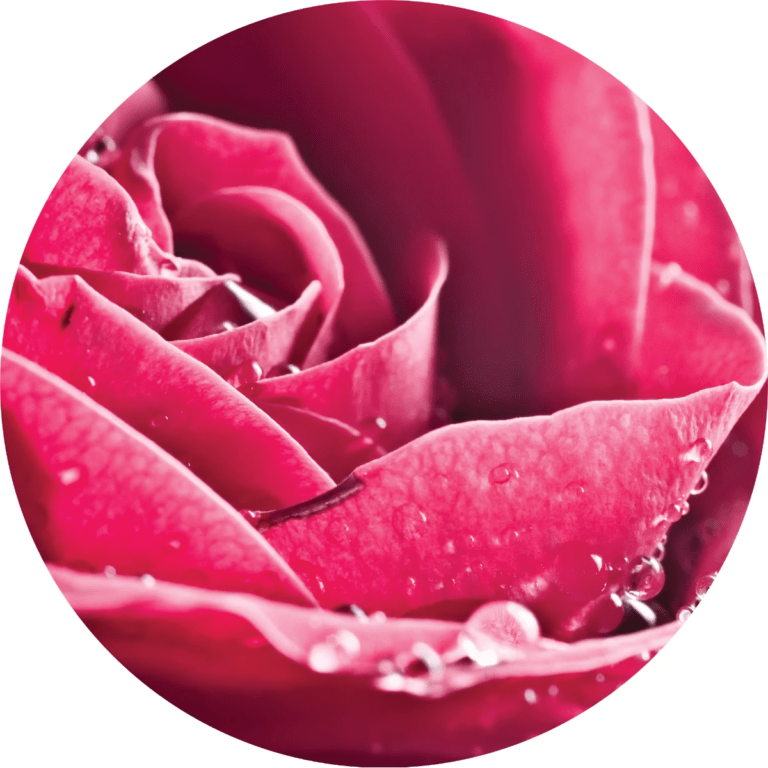 Living Libations Rose Attar Essential Oil
