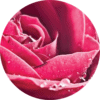 Living Libations Rose Attar Essential Oil