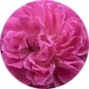 Living Libations Rose Otto Essential Oil