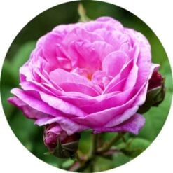 Living Libations Rose De Mai Absolute