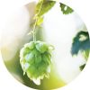 Hops Blossoms Essential Oil Living Libations