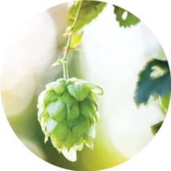 Hops Blossoms Essential Oil Living Libations