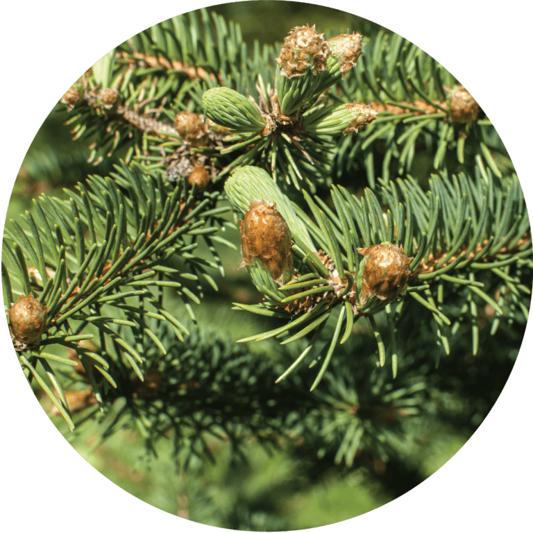 Living Libations Chrismas Tree Essential Oil Blend