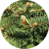 Living Libations Chrismas Tree Essential Oil Blend