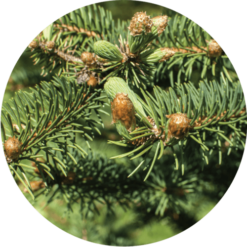 Living Libations Chrismas Tree Essential Oil Blend
