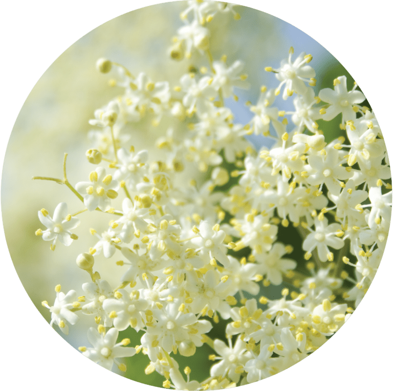 Living Libations Elderflower Essential Oil