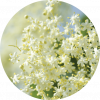Living Libations Elderflower Essential Oil