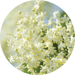 Living Libations Elderflower Essential Oil