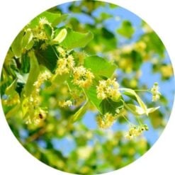 Living Libations Linden Blossoms Essential Oil