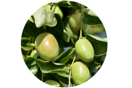 Living Libations - Jojoba Organic Oil