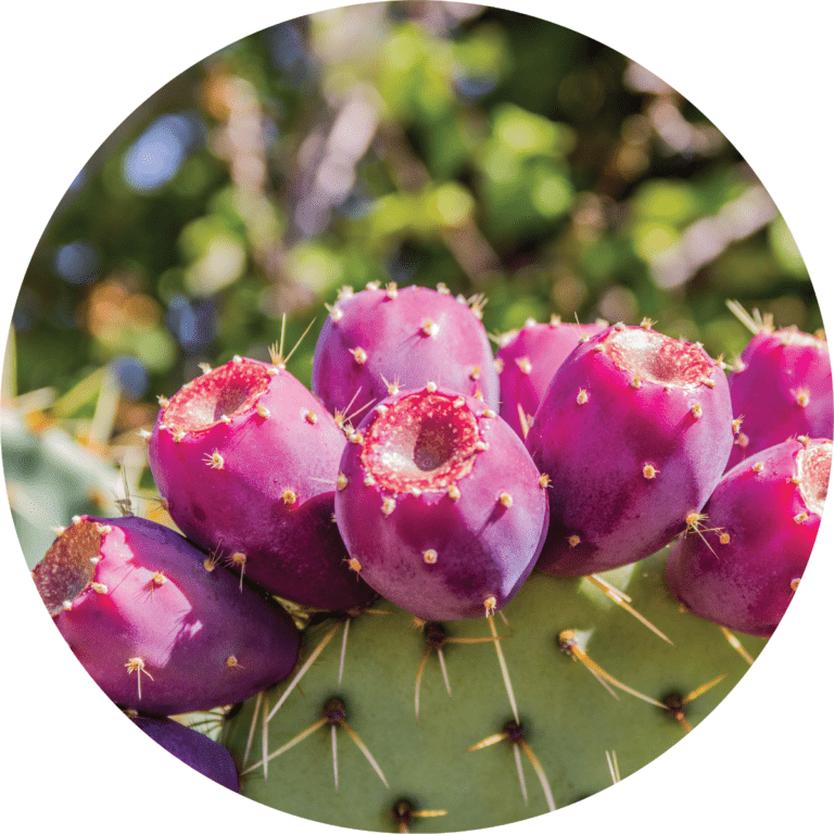 Living Libations Prickly Pear Carrier Oil