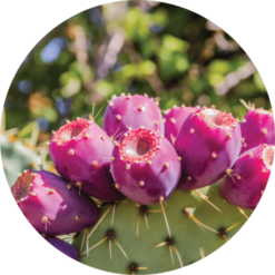 Living Libations Prickly Pear Carrier Oil