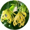 Living Libations - Ylang Essential Oil