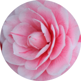 Living Libations - Camellia Carrier Oil