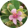 Living Libations - Australian Rose Essential Oil