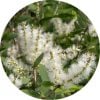 Living Libations Nerolina Essential Oil